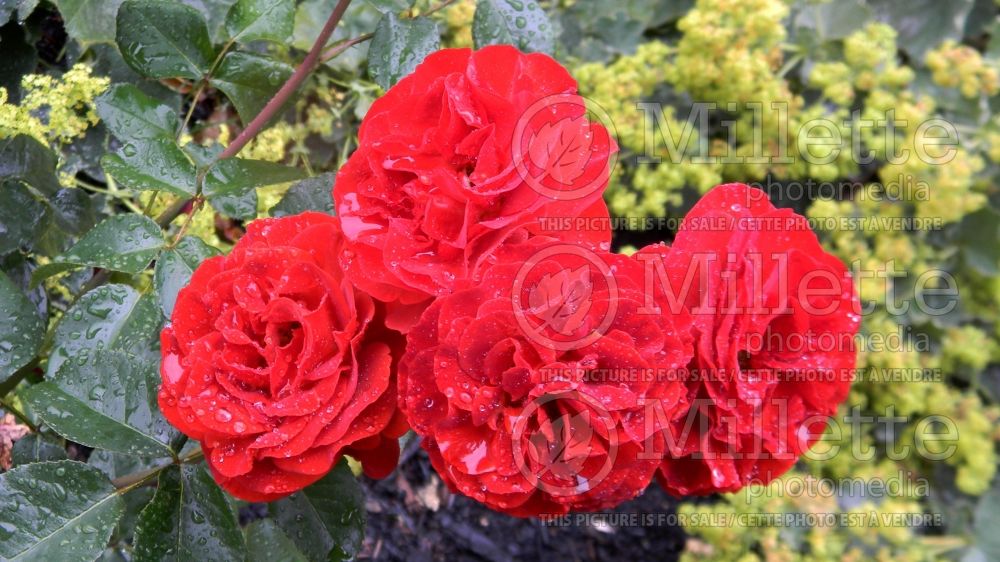 Rosa Brown Velvet (Floribunda Rose) 3