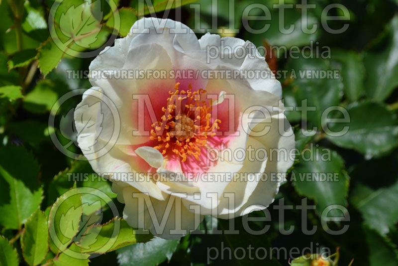 Rosa Bull's Eye or Pejamore (Shrub Rose) 1 