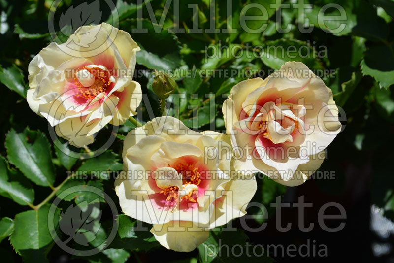 Rosa Bull's Eye or Pejamore (Shrub Rose) 2