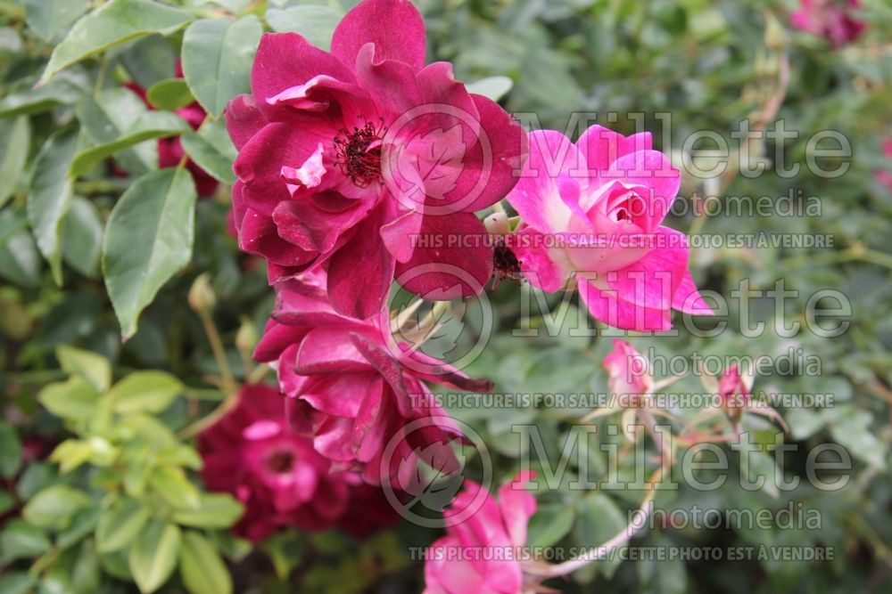 Rosa Burgundy Iceberg (floribunda Rose) 1