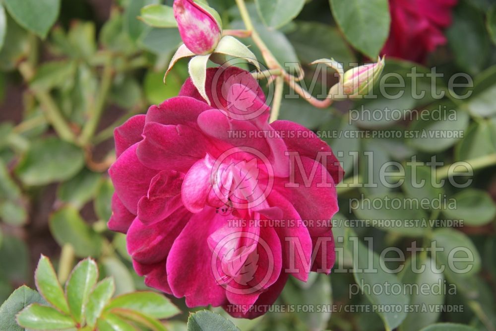 Rosa Burgundy Iceberg (floribunda Rose) 2