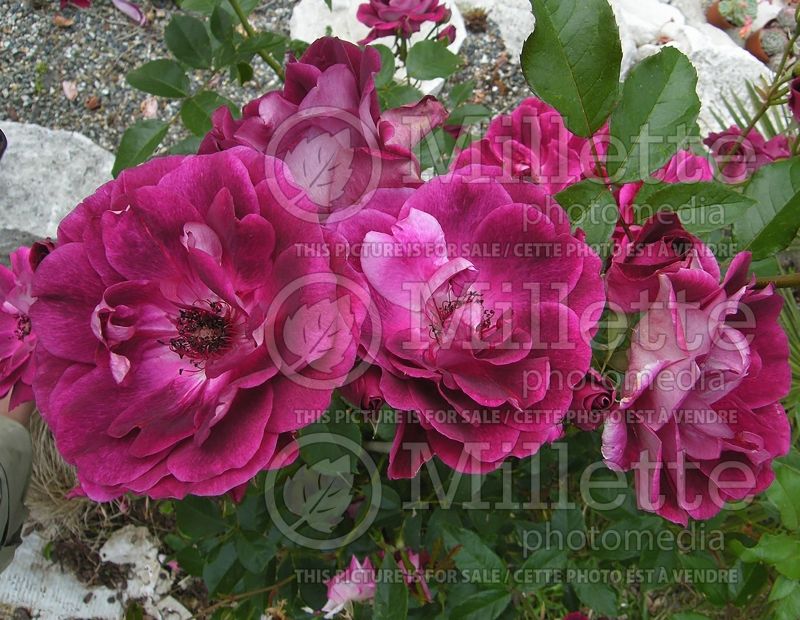 Rosa Burgundy Ice (floribunda Rose) 1 