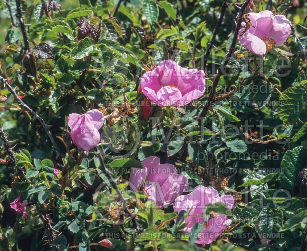 Rosa californica (California wild rose) 1 