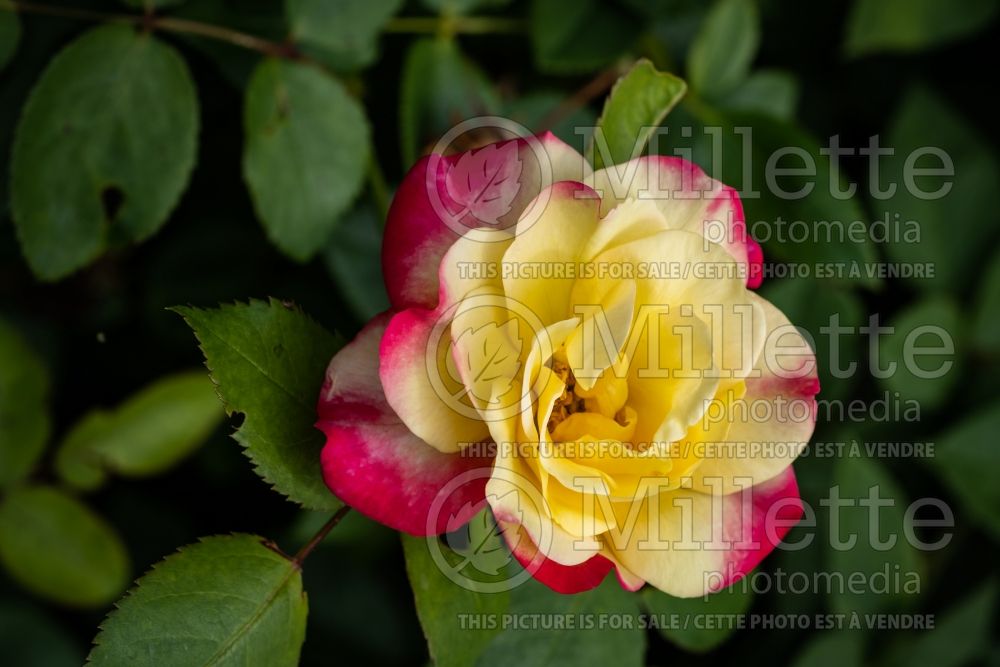 Rosa Campfire (Floribunda Rose) 9