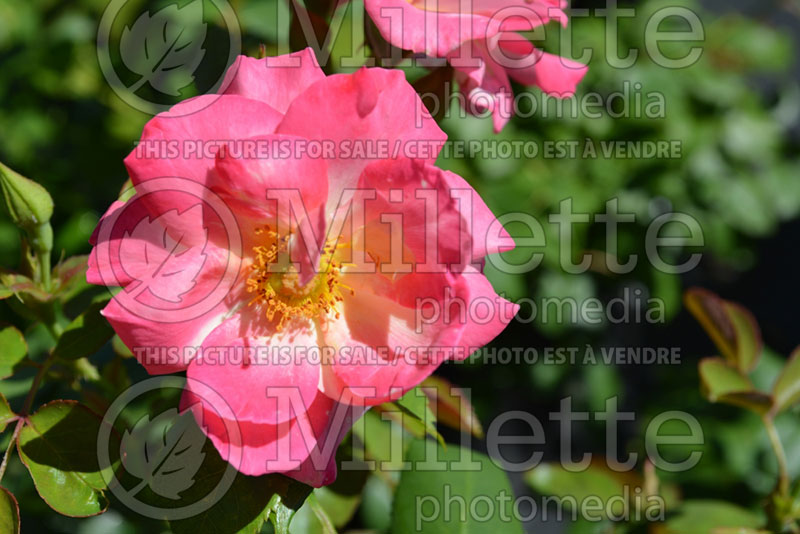 Rosa Campfire (Floribunda Rose)  1 