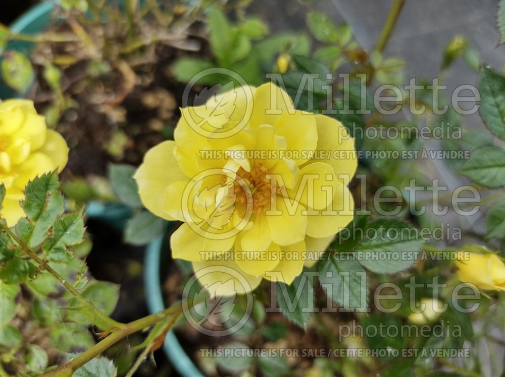 Rosa Canary Showground (floribunda Rose) 1 