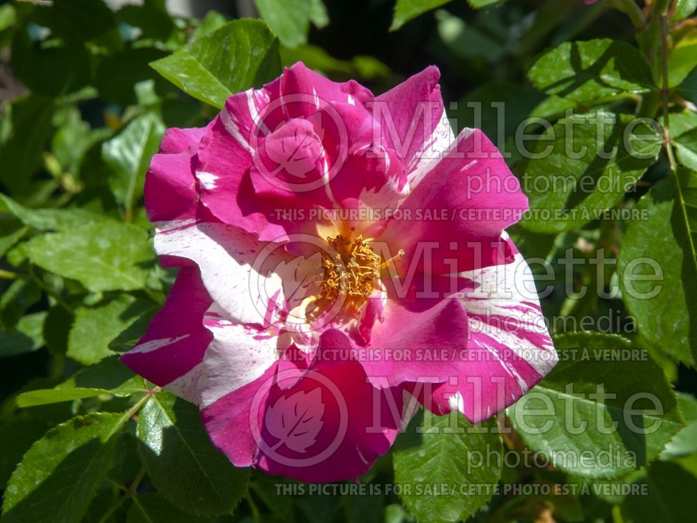 Rosa Candy Land (Shrub Rose) 3 