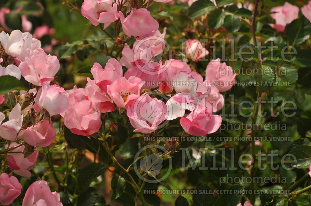 Rosa Carefree Delight (Shrub Rose) 1 