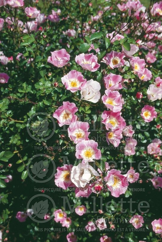 Rosa Carefree Delight (Shrub Rose) 3 