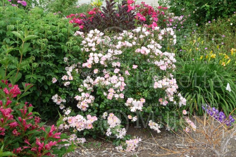 Rosa Carefree Delight (Shrub Rose) 5 