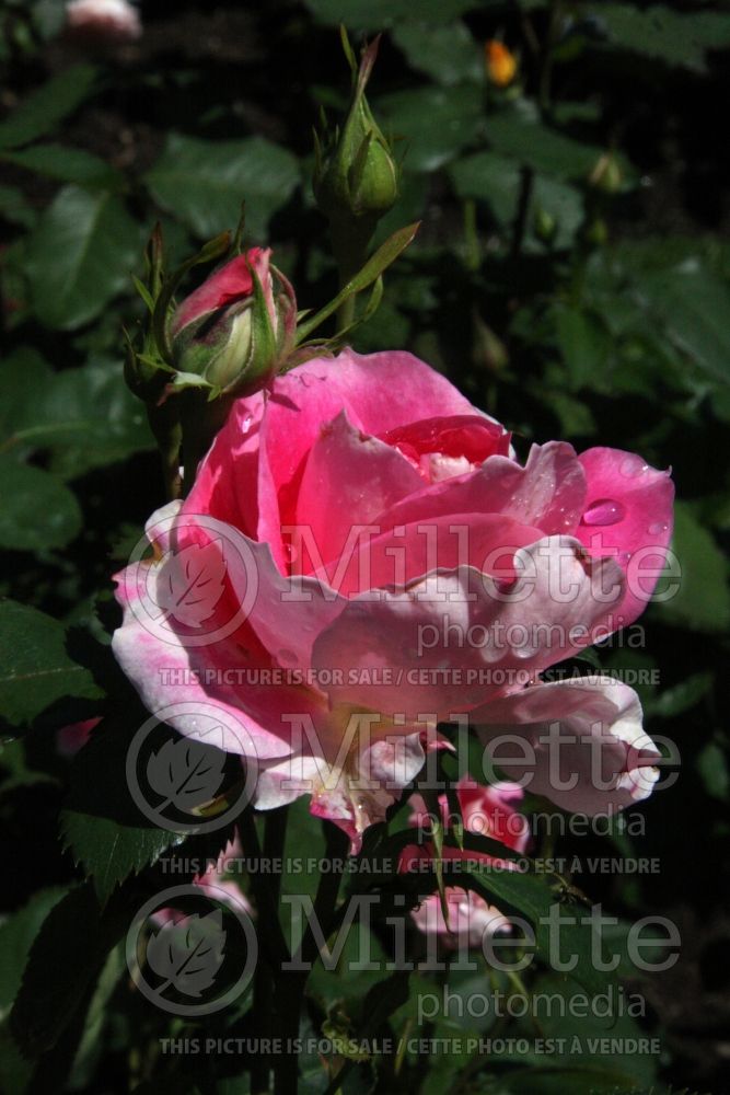 Rosa Carefree Wonder (Shrub Rose) 5 