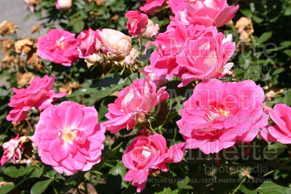 Rosa Carefree Wonder (Shrub Rose) 4 
