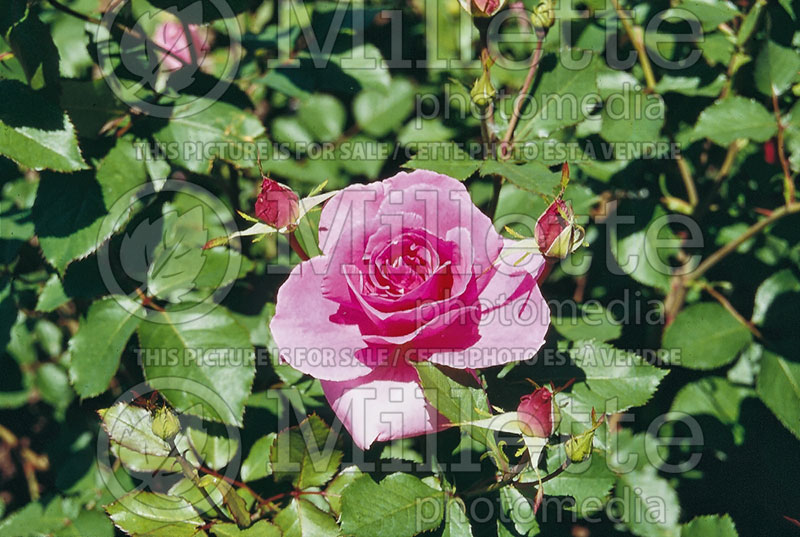 Rosa Carefree Wonder (Shrub Rose) 3 