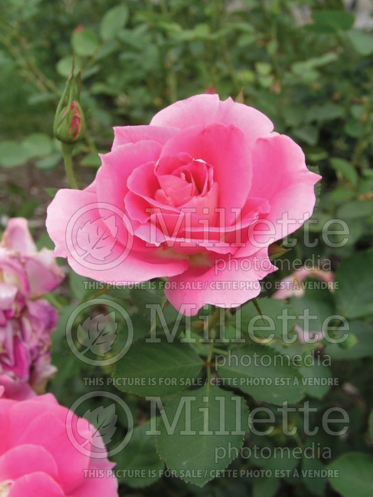 Rosa Carefree Wonder (Shrub Rose) 7 