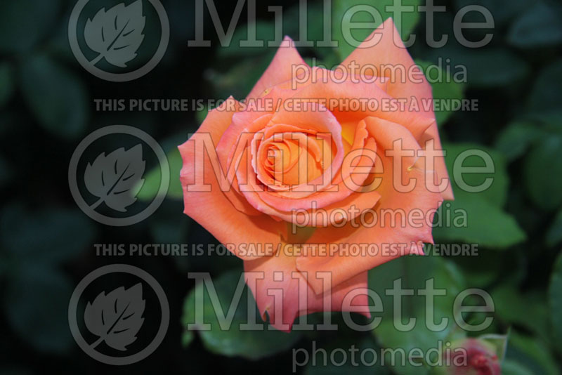 Rosa Strike It Rich (Grandiflora Rose)