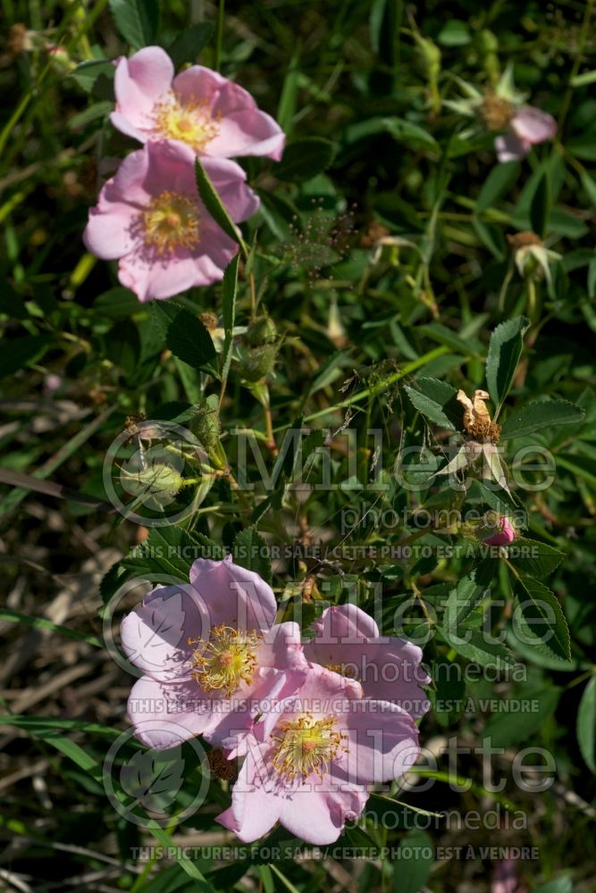 Rosa carolina (pasture rose) 1 