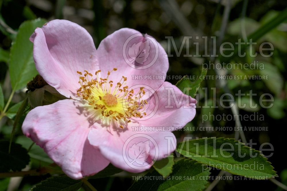 Rosa carolina (pasture rose) 3 