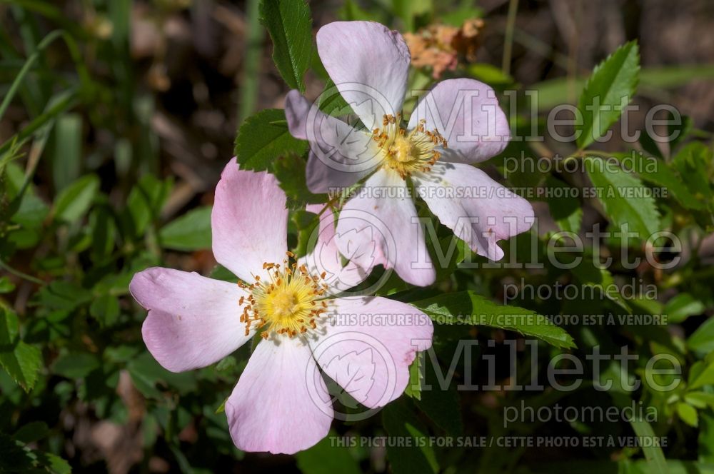 Rosa carolina (pasture rose) 4 