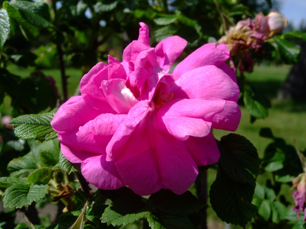 Rosa Charles Albanel (Bush rose) 5