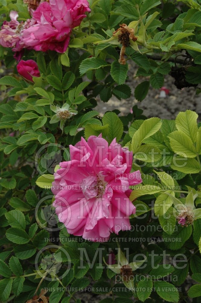 Rosa Charles Albanel (Bush rose) 2