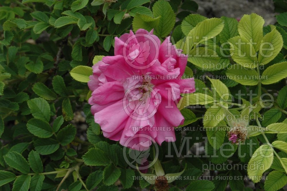 Rosa Charles Albanel (Bush rose) 3