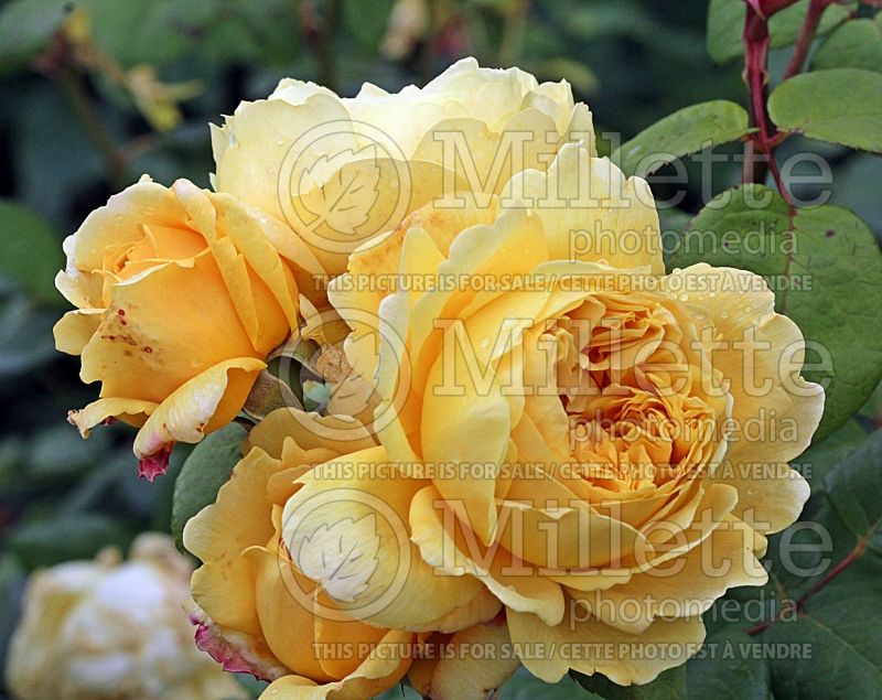 Rosa Charles Darwin or AUSpeet (Shrub Rose) 2 