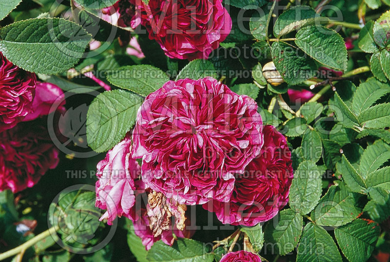 Rosa Charles de Mills (Shrub Rose) 1 