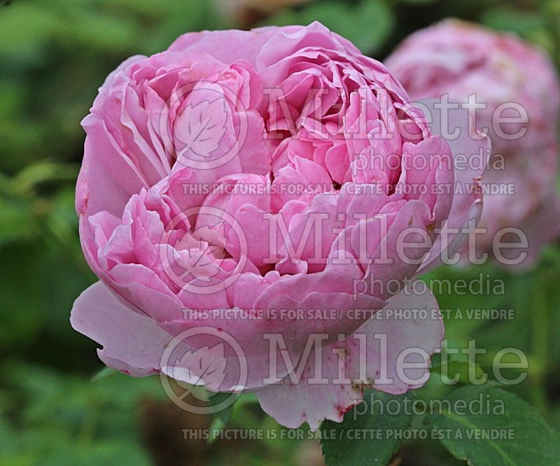 Rosa Charles Rennie Mackintosh or Ausren (Shrub Rose) 1 