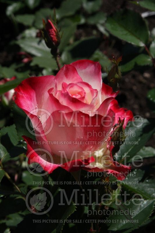 Rosa Cherry Parfait (Grandiflora Rose) 1 