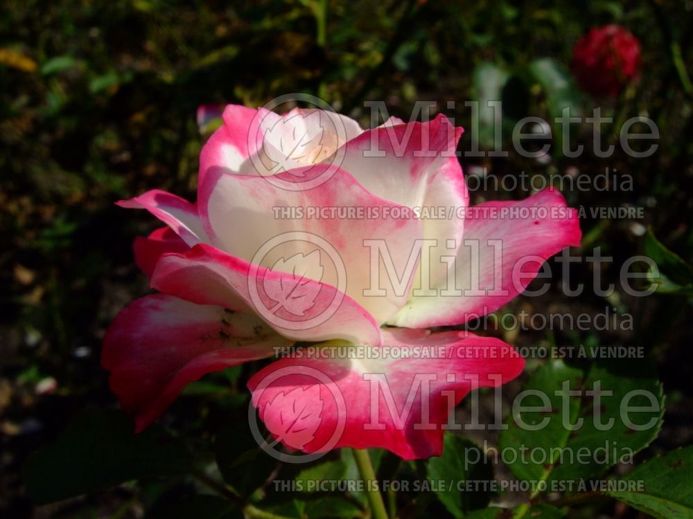 Rosa Cherry Parfait (Grandiflora Rose) 3 