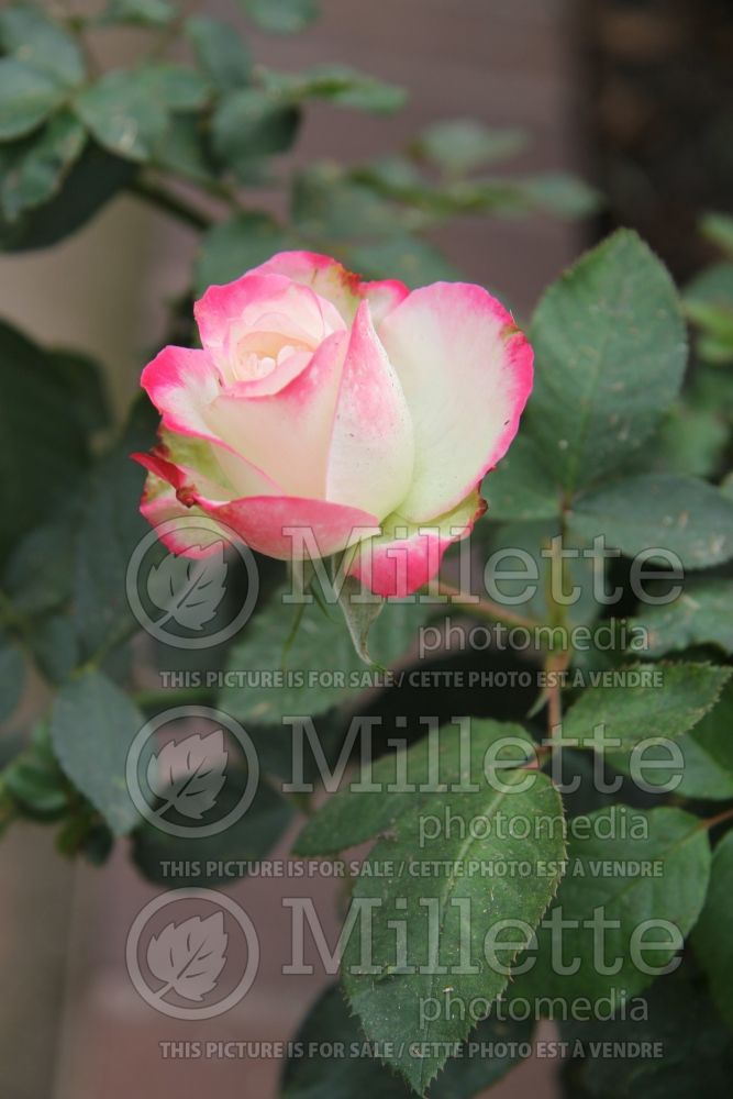 Rosa Cherry Parfait (Grandiflora Rose) 4 