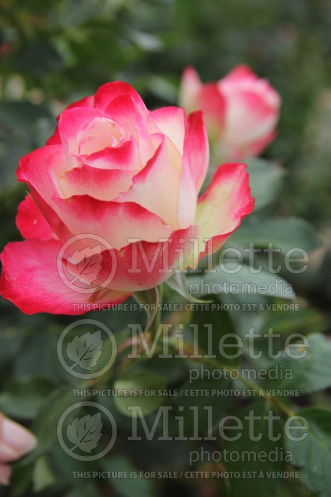 Rosa Cherry Parfait (Grandiflora Rose) 5 