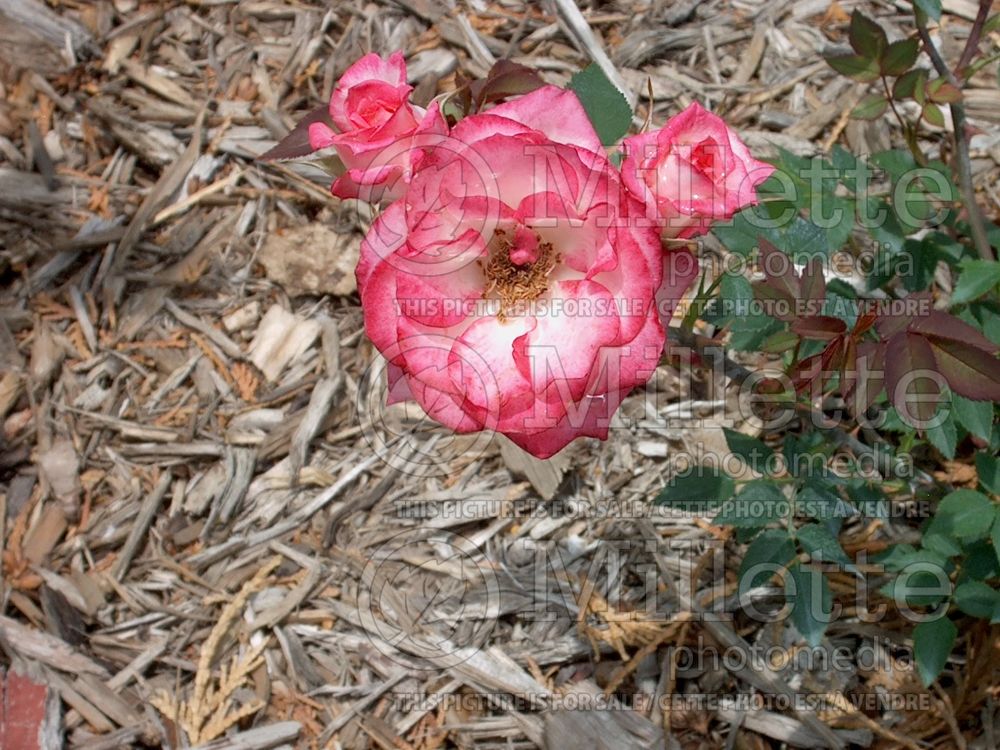 Rosa Child's Play (Miniature rose) 1