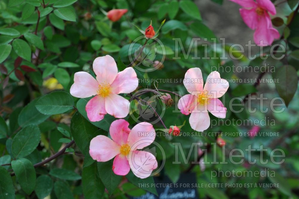 Rosa Mutabilis (Shrub Rose) 5 