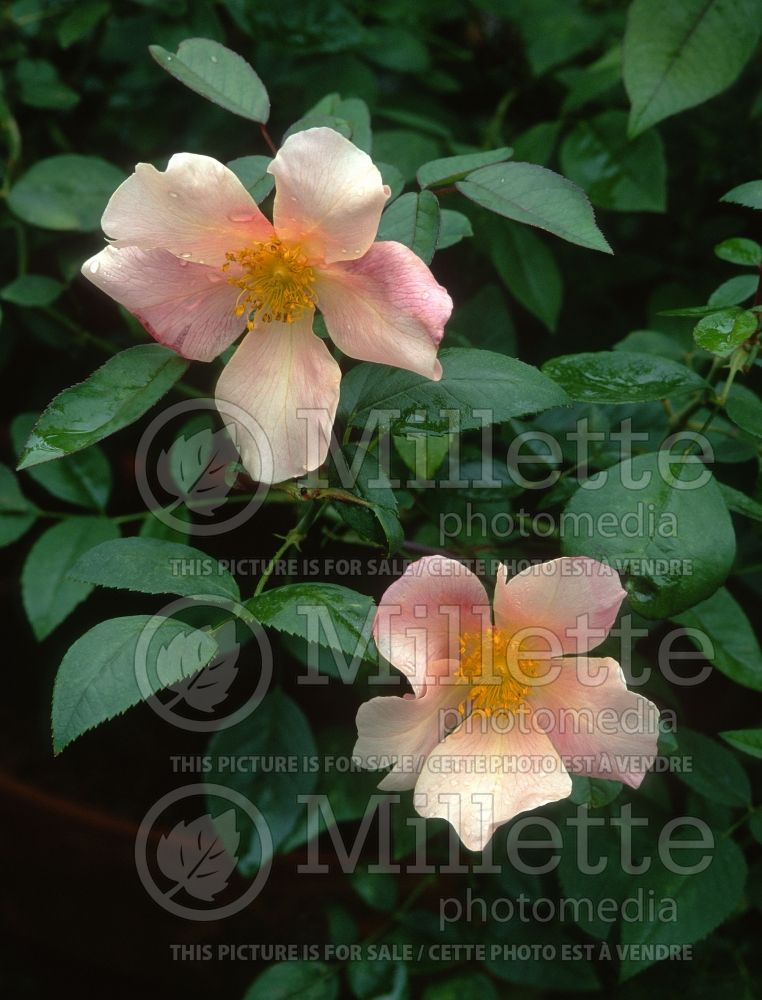 Rosa Mutabilis (Shrub Rose) 4 