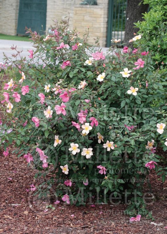 Rosa Mutabilis (Shrub Rose) 3 