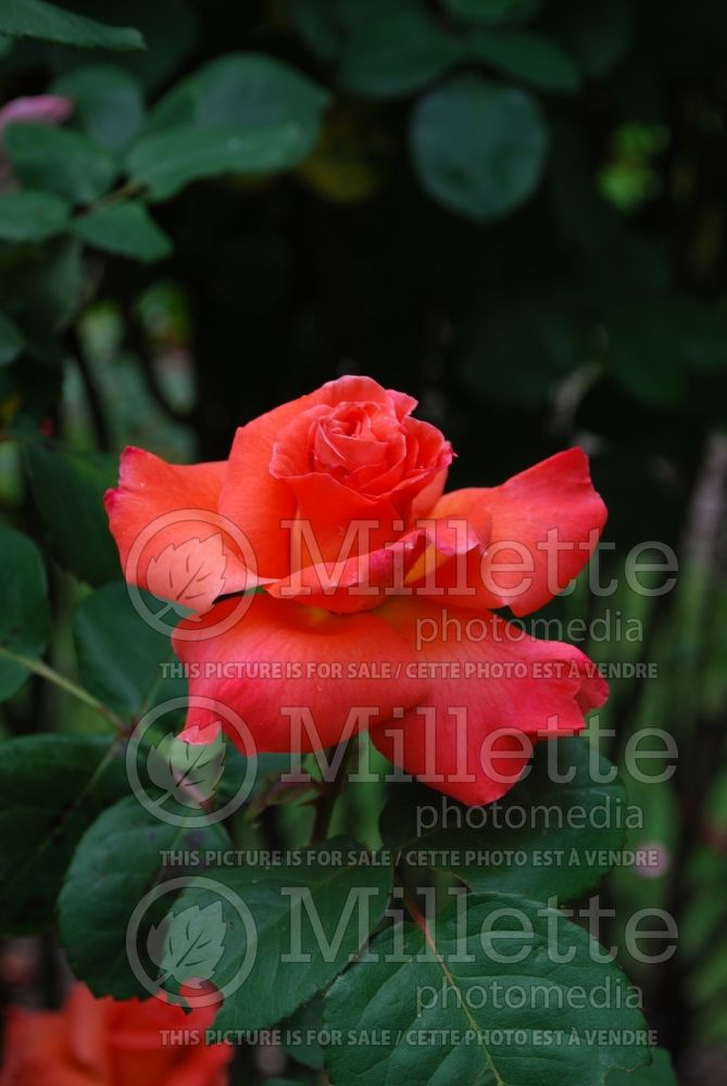 Rosa Christopher Columbus or MEIronsse (Tea hybrid Rose) 2 