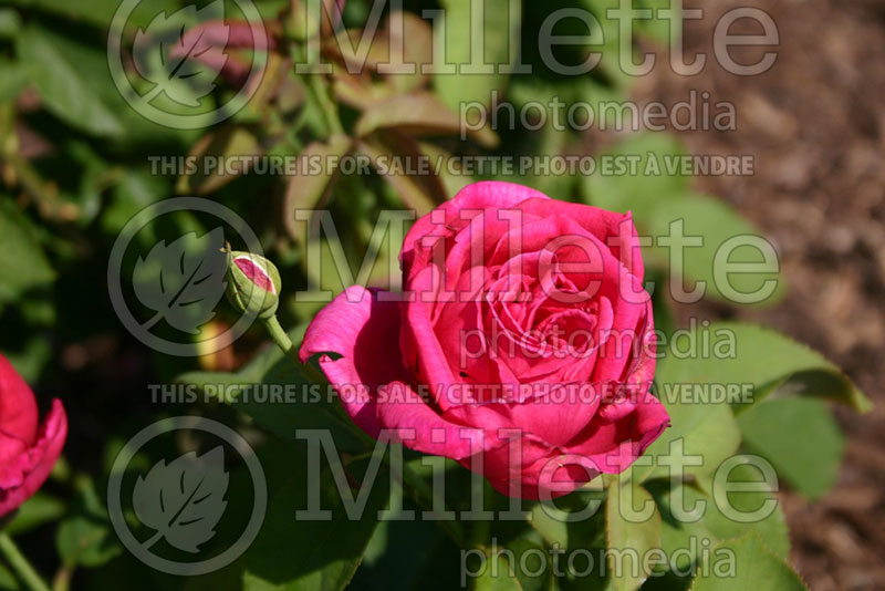 Rosa Chrysler Imperial (Hybrid tea Rose) 1