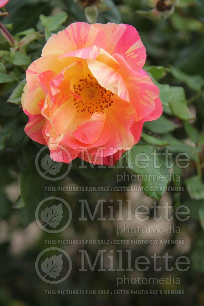 Rosa Citrus Splash (Shrub Rose) 3 