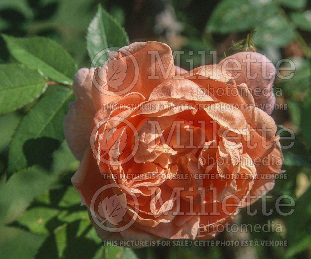 Rosa Colette (Shrub Rose) 2 