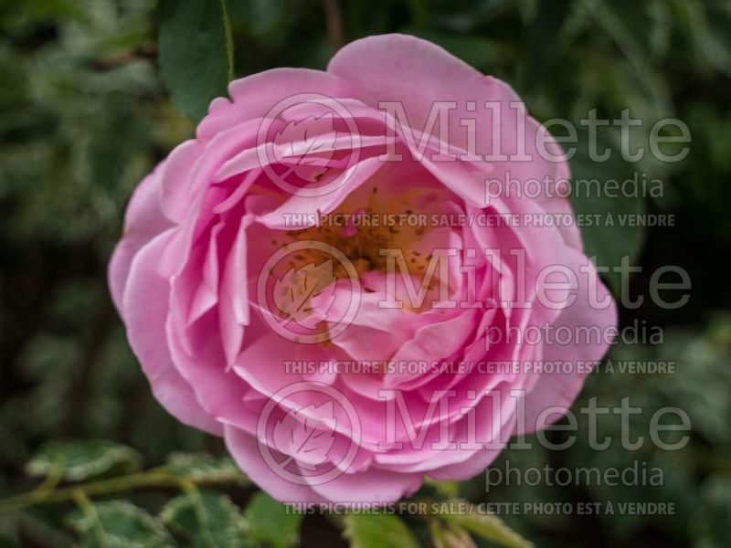 Rosa Constance Spry (Climbing rose) 3 