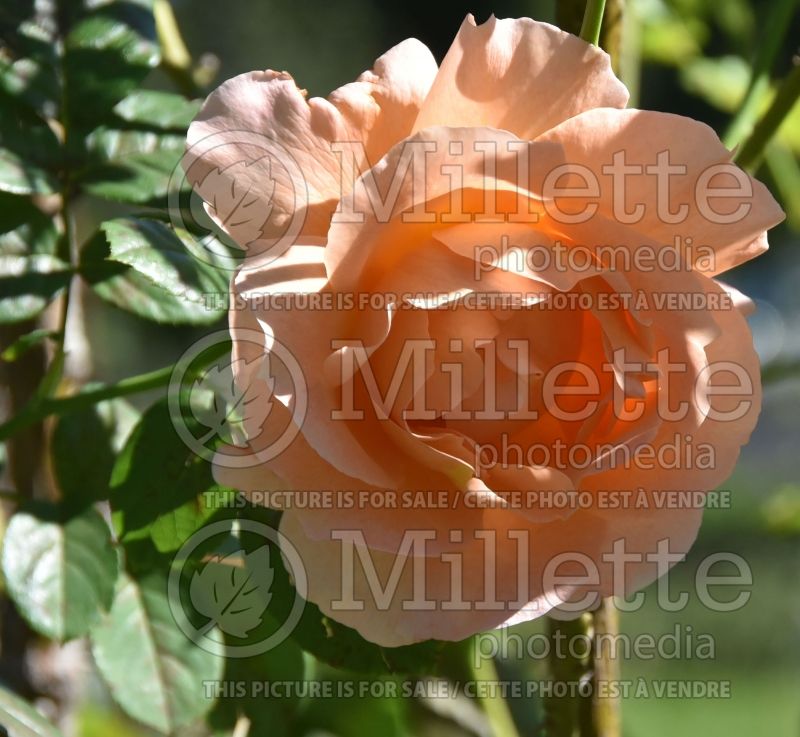 Rosa Coral Dawn (Climbing Rose) 1