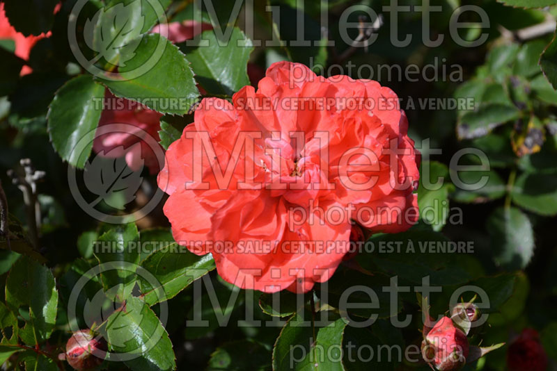 Rosa Coral Drift aka Meidrifora (Groundcover Rose) 2 