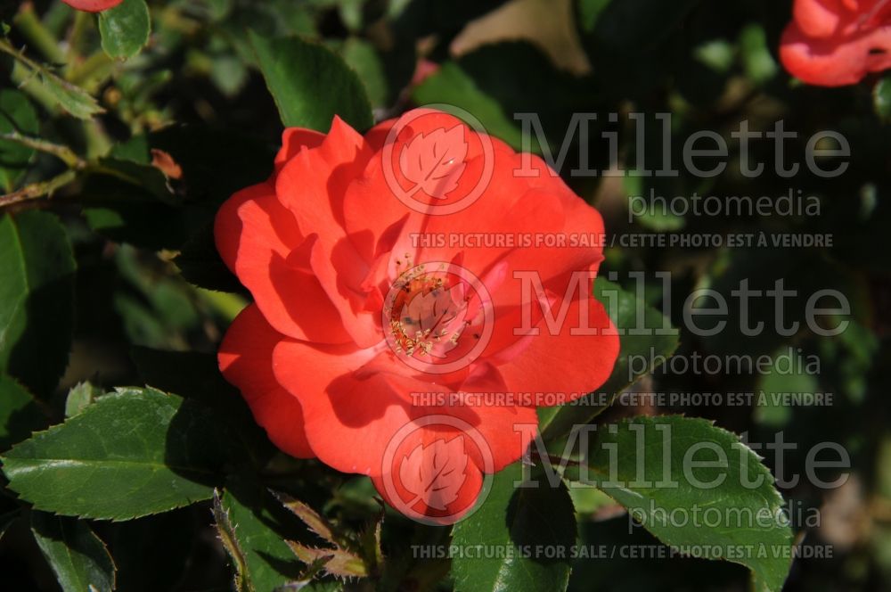 Rosa Coral Drift aka Meidrifora (Groundcover Rose) 1 