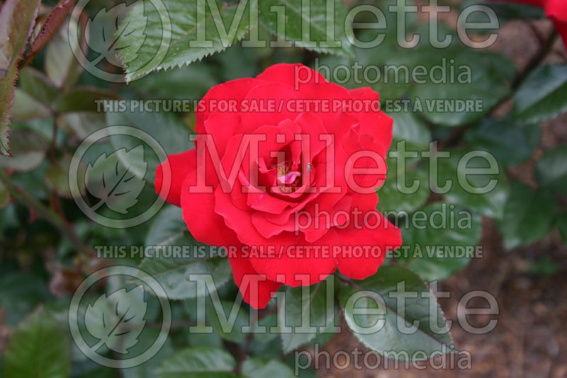 Rosa Crimson Bouquet (Grandiflora Rose) 1  