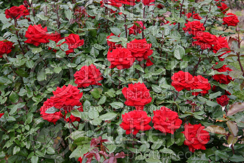 Rosa Crimson Bouquet (Grandiflora Rose) 2 