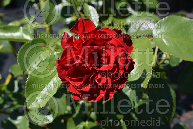 Rosa Crimson Cascade or FRYclimbdown (Climbing Rose)  1 