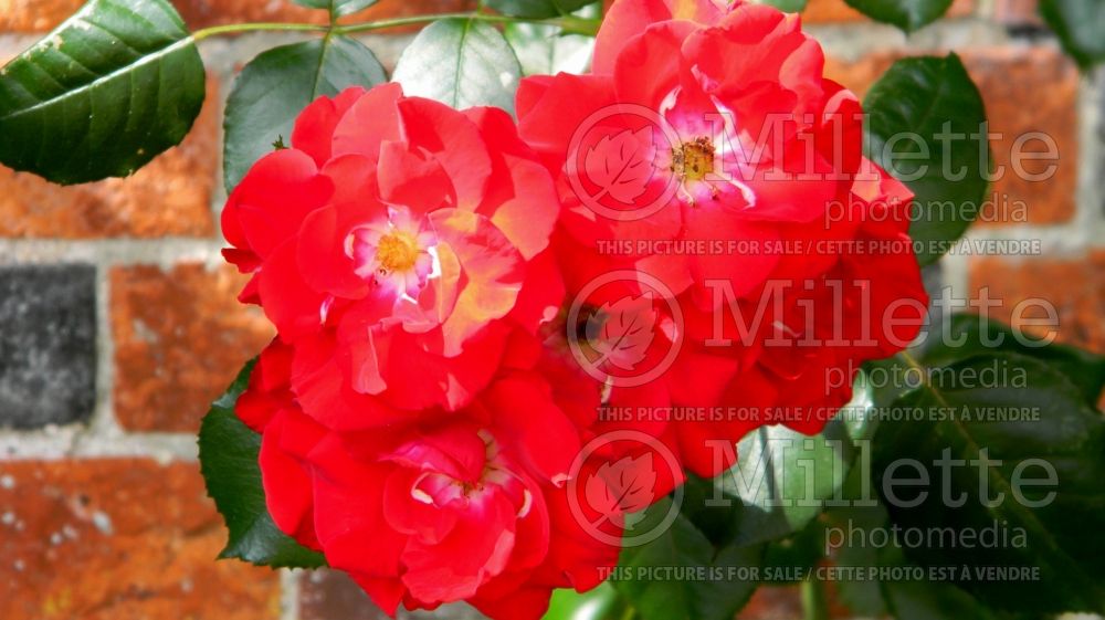 Rosa Crimson Shower (Rambling rose) 1