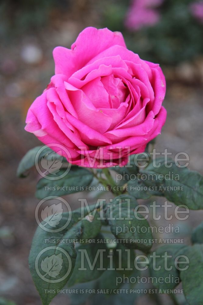 Rosa Cynthia (Hybrid Tea Rose) 1 