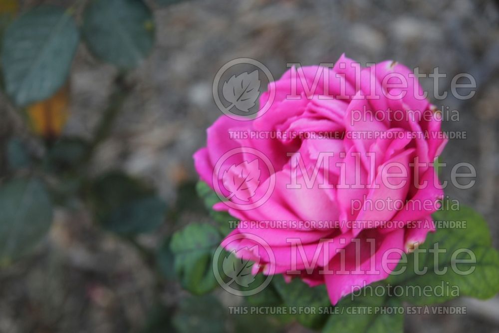 Rosa Cynthia (Hybrid Tea Rose) 2 